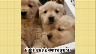 เพื่อนตัวน้อย สัตว์เลี้ยงแสนซน : น่ารักจนต้องตกหลุมรัก