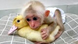 Peliharaan Imut-Monyet Kecil Membujuk Bebek Kecil Untuk Tidur