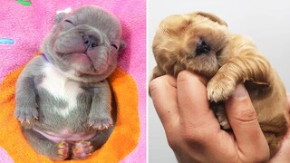 AWW CUTEST baby animals videos compilation cutest moment of the animals - OMG Cute Puppies #1