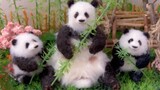 (Simplified version) Wool felt stop-motion animation - the warm daily life of Panda Chenggong and Hu