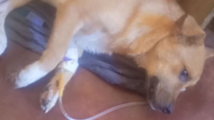 sad part of a dog lover😭😭 we will miss you😭