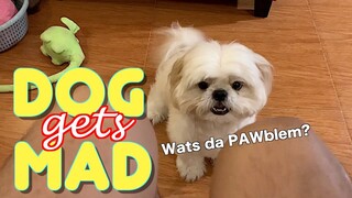 My Dog Gets Mad For The First Time | Cute & Funny Shih Tzu Dog Video