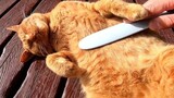 Binatang|Kucing Liar di Taman