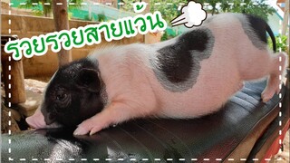 น้องรวยเป็นเด็กแว้น/Miniature pig/ Pot bellied pig🏍🤭