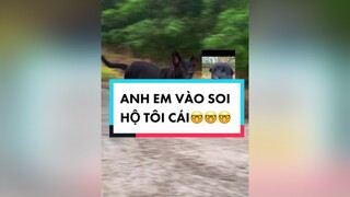ANH EM ƠI, Vào soi hộ tôi cái. Đây có phải THẰNG ĐEN THÙI LÙI HÀNG XÓM KHÔNG?🤓🤓🤓  xuhuong fypシ thucung dog luxkylux luxkyluxtiktok