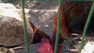 old time bloodline 15 years old broodcock seedfowl na kung tawagin