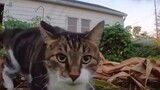 Video by Cute Pet Club (5)