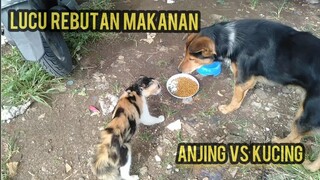 Kucing Dan Anjing Galak Berantem Lucu Rebutan Makanan Lucu Banget Bikin Ngakak Lihat Endingnya..!