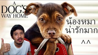 รีวิวหนัง - A Dog’s Way Home เพื่อนรักผจญภัยสี่ร้อยไมล์