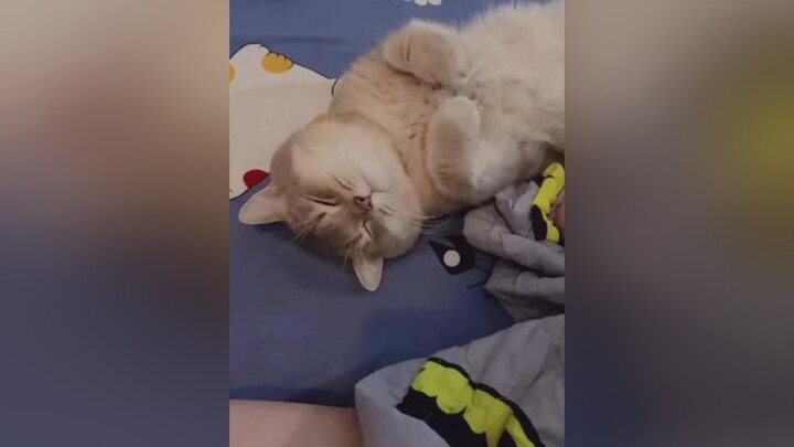 😂 Kao cũng làm được 🖐🏻meo meomeo mèo cat tiktok