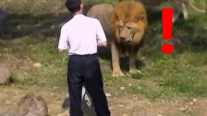 The drunken man's self-rescue operation being accidentally among lions