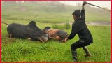 Tradition Cow Fighting.