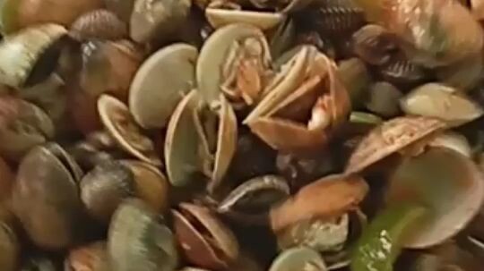 kerang campur
