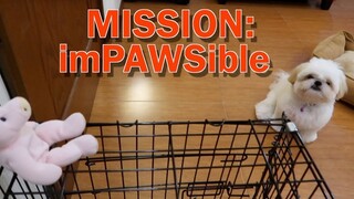 Mission: imPAWSible - Shih tzu Puppy Rescues Mr. Piggy From The Torture Cage