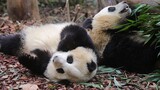 [Panda] Panda yang saling berebutan makanan