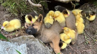 Jika Anda tidur di bawah selimut eiderdown, Anda tidak akan masuk angin.