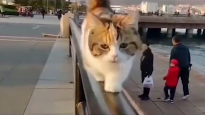 Mèo: Học tập đi, đây mới là catwalk chân chính!