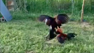 First sparring of brothers