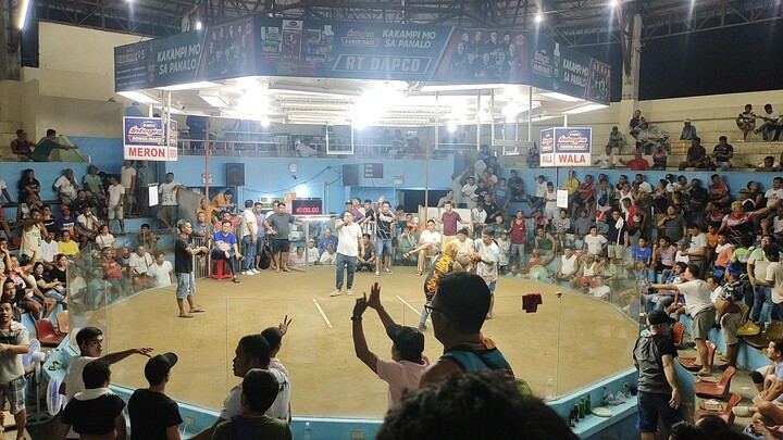 Stag derby at Daan Bantayan