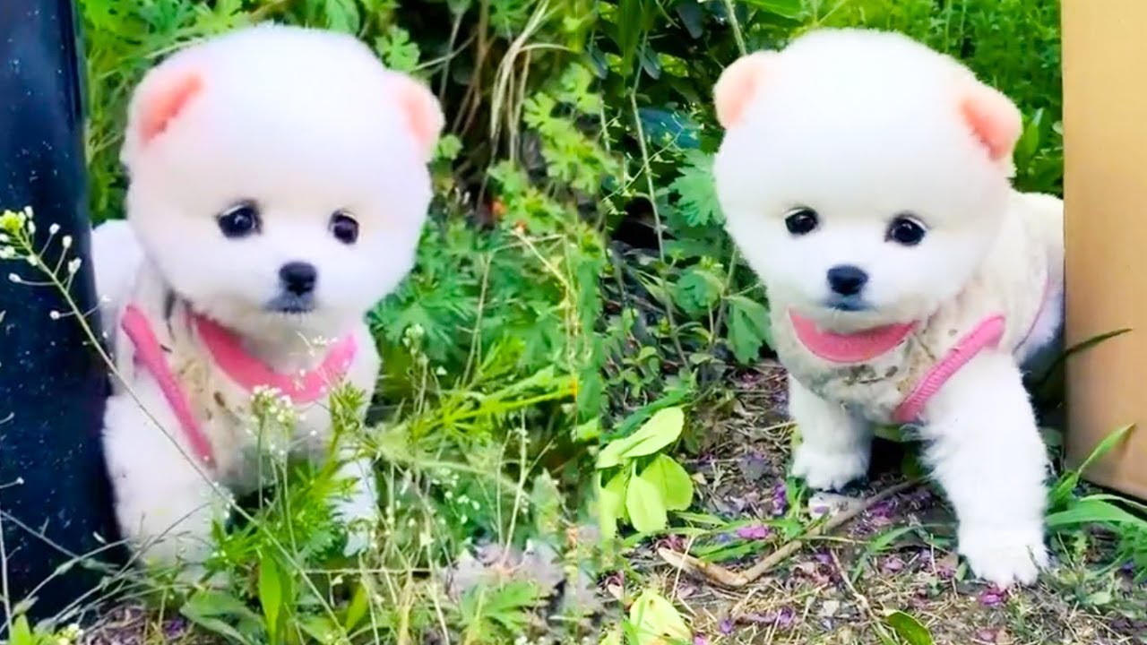 Funny and Cute Dog Pomeranian ????????| Funny Puppy Videos #141 - Bilibili