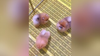 Chó bông mini chạy bằng cơm đây cả nhànguyenkienpom phocsoc chó chó_cưng pomeranian