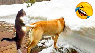 Try Not To Laugh Animals 😂 Funniest Cats and Dogs 🐶😻 New Funny Animals 2023