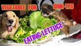 SHIHTZU EAT VEGETABLE  |  PUPPIES HEALTHY FOOD VEGETABLE