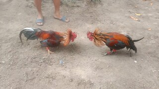 Duke Hulsey Lemon Vs Super BrownRed Mt.Banahaw lines