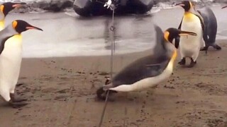 Chim cánh cụt: Thật là phi đạo đức khi anh ta buộc một sợi dây trên đường và suýt làm con ngỗng bay 