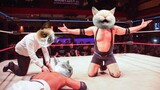 Are cats evil Funny cat fights and epic smackdowns! Who will be the next UFC Cat