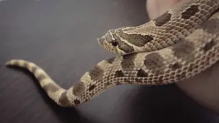 The Hognose Snake Took a Big Bite of Me!