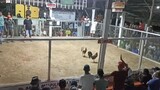 2 cock derby (CHAMPION) Dao, Capiz-Second Fight