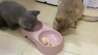 Mèo ALN thích ăn ức gà luộc không?