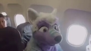 Furry in a Plane