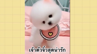 เพื่อนตัวน้อย สัตว์เลี้ยงแสนซน : เจ้าตัวจิ๋วสุดน่ารัก