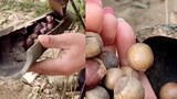 [Hewan]Wanita Menyadari Simpanan Kacang Kastanye Tupai di Gunung