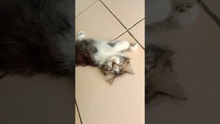 kucing beli es krim #shorts #viralshorts #kucinglucu #kucing #shortsvideo