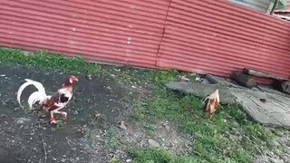 short spar