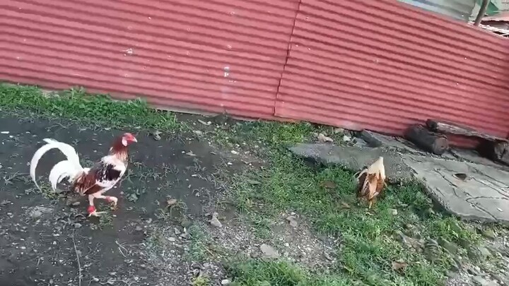 short spar