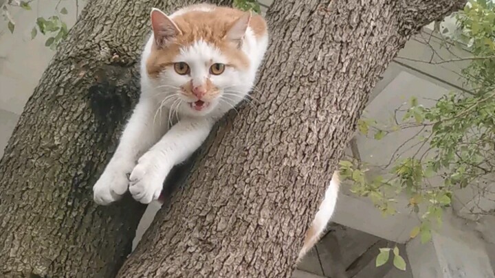 Ada kucing tertancap di pohon di lantai bawah asrama. Hahahahahahahahahahahahahahahahahahahahahahaha