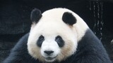 [Panda] Mandi dan kasih makan Rou Rou