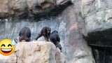bad monkey 😂
