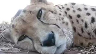 Cute Cheetah Purring and Cuddling - A Cute Big Cat Videos