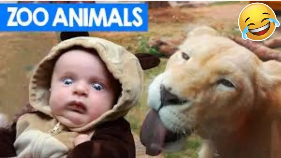 💥Funniest Pet And Reactions Viral Weekly LOL😂🙃 of 2019| Funny Animal Videos💥👌 - Bilibili 💥Funniest Pet And Reactions Viral Weekly LOL😂🙃 of 2019| Funny Animal Videos💥👌 - Bilibili