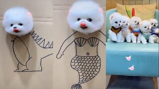 Tik Tok Chó Phốc Sóc - Funny and Cute Mini Pomeranian #8