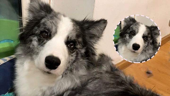 Border Collie Harum Setelah Mandi, Majikan Tak Tahan Godaan: Peluk!