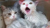 อาบน้ำและเช็ดตัวแมวสามตัว