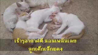 ลูกเด็กเล็กแดงพากันหลับเพลิน หลับกันพับเพียบเรียบร้อย