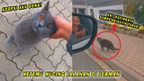 GEMES BANGET! Ketemu Kucing Jalanan Elit di Jerman, Pas Ditinggal Ngikutin Terus Minta Diadopsi