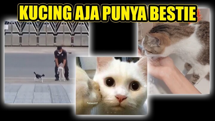 KUCING AJA PUNYA BESTIE MASAK KALIAN ENGGA?